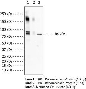 TBK1 Monoclonal Antibody, Clone 4E6