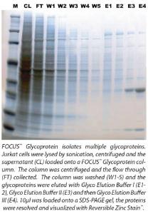 FOCUS™ Glycoprotein, G-Biosciences