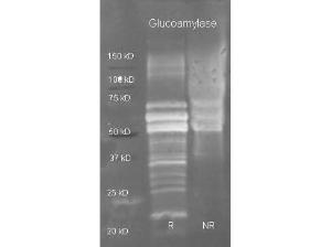 Anti-GLUC Goat polyclonal antibody (HRP (Horseradish Peroxidase))