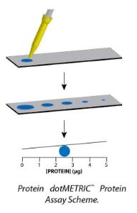 Protein dotMETRIC™ Assay, G-Biosciences