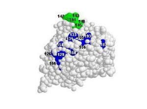 Anti-H5N1 Mouse polyclonal antibody [clone: 7A11]
