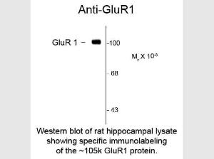 Anti-GRIA1 Mouse monoclonal antibody [clone: RH95]