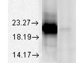 Anti-CRYAA Mouse monoclonal antibody [clone: 1H3.B8]