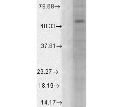 Anti-GABRB1 Mouse monoclonal antibody [clone: S96-55]