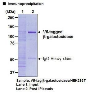 Anti-V5-Tag Monoclonal Antibody