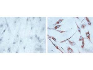 Anti-HSPD1 Mouse monoclonal antibody [clone: LK1]