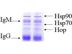 Anti-HSP90AB1 Mouse monoclonal antibody [clone: 8D3]