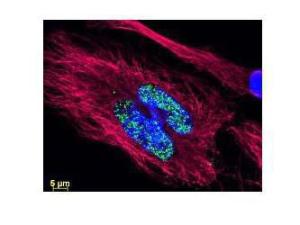Anti-AKT1 Mouse monoclonal antibody (DyLight® 488) [clone: 17F6.B11]