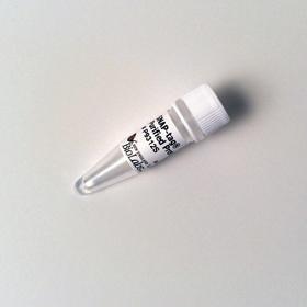 SNAP-tag Purified Protein - 50 µg