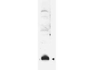 Anti-SUMO1 Rabbit polyclonal antibody [clone: G3.1]