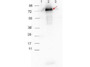 Anti-BBA060 Rabbit polyclonal antibody