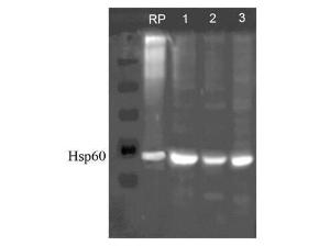Anti-HSPD1 Rabbit polyclonal antibody