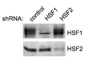 Anti-HSF2 Rat monoclonal antibody [clone: 300]