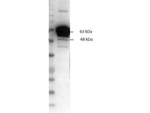 Anti-PKM Goat polyclonal antibody (Biotin)
