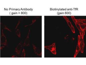 Anti-Biotin Mouse monoclonal antibody