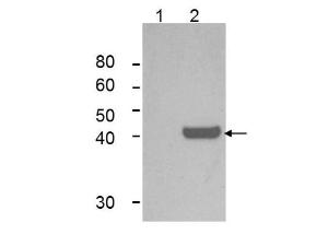 Anti-IDO1 Mouse monoclonal antibody [clone: 10.1]