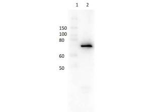 Anti-DEX Rabbit polyclonal antibody (Biotin)