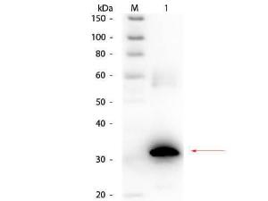 Anti-CA II Rabbit polyclonal antibody (Biotin)