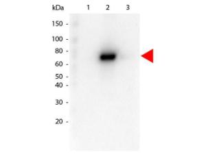 Anti-AKT2 Rat monoclonal antibody [clone: 16G11.E8]