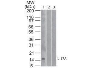 Anti-IL17A Mouse monoclonal antibody [clone: 4H1524.1]