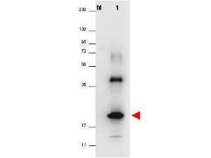 Anti-IL32 Rabbit polyclonal antibody