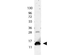 Anti-IL9 Rabbit polyclonal antibody