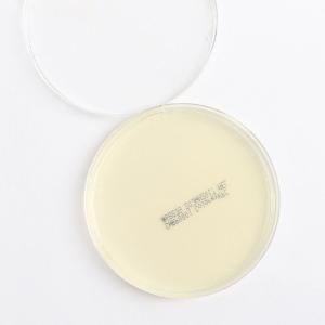 Tryptic Soy Agar, Plates, Northeast Lab Services