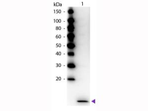 Anti-CCL20 Rabbit polyclonal antibody (HRP (Horseradish Peroxidase))