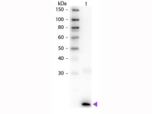Anti-IL3 Rabbit polyclonal antibody (Biotin)