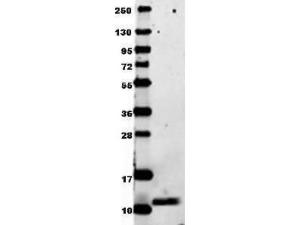 Anti-CCL3 Rabbit polyclonal antibody