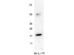 Anti-IL17F Rabbit polyclonal antibody