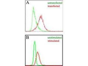 Anti-EBI3 Rat monoclonal antibody (Biotin) [clone: 10J811]