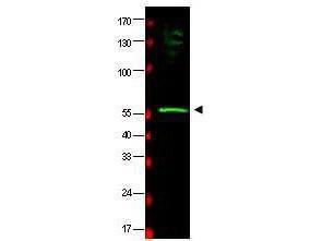 Anti-RAD23B Goat polyclonal antibody