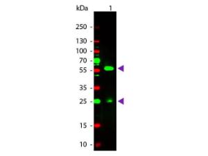 Anti-Biotin Rabbit polyclonal antibody (TRITC (Tetramethylrhodamine isothiocyanante))