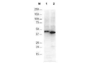 Anti-6xHis Rabbit polyclonal antibody