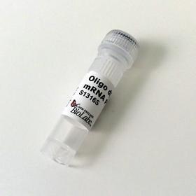 Oligo d(T)18 (no 5'-Phosphate) - 5.0 A260 units