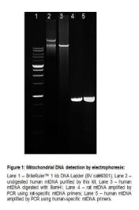 Mitochondrial DNA Purification Kit, Biovision, Inc.