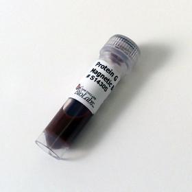 Protein G Magnetic Beads - 1 ml