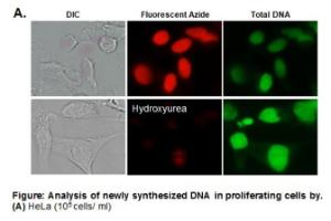 EZClick™ EdU Cell Proliferation/DNA Synthesis Kit (FACS/Microscopy), Red Fluorescence, Biovision, Inc.