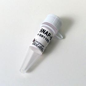 SNAP-Biotin - 50 nmol