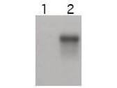 Anti-CCNE2 Rabbit polyclonal antibody