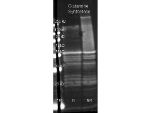 Glutamine Synthetase Polyclonal Antibody-Western blot