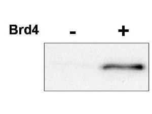 Anti-CDK9 Rabbit polyclonal antibody