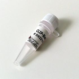 CLIP-Biotin - 50 nmol