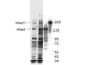 Anti-CASZ1 Rabbit polyclonal antibody