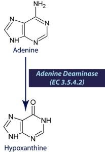 Adenine Deaminase