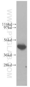 Anti-LIAS Rabbit Polyclonal Antibody