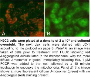 JC-1 Mitochondrial Membrane Potential Assay Kit, Cayman Chemical