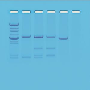 DNA Paternity Testing Simulation