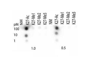 Anti-HIST2H3C Rabbit polyclonal antibody